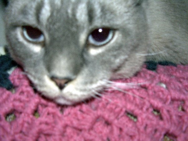 Junior