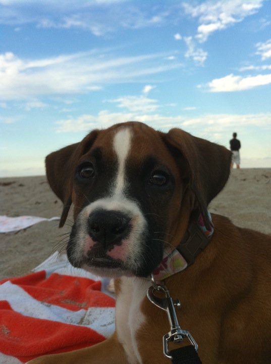 Juno At The Beach