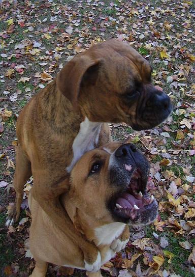 Just a short piggy back ride, please