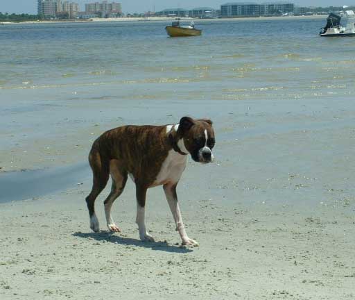Just Another Beach Day