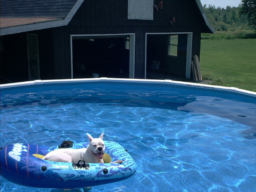 Just another day in the Pool!