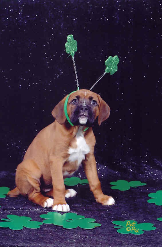 Just because my name is Clover...