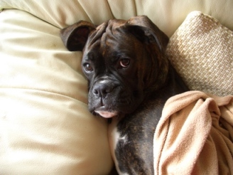 Just been neutered!!!
