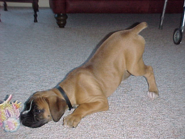 Just being a puppie
