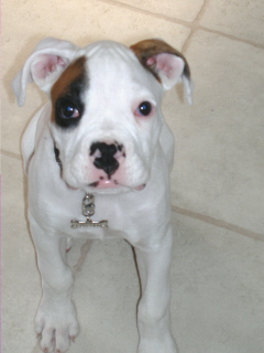 just brought Diesel home