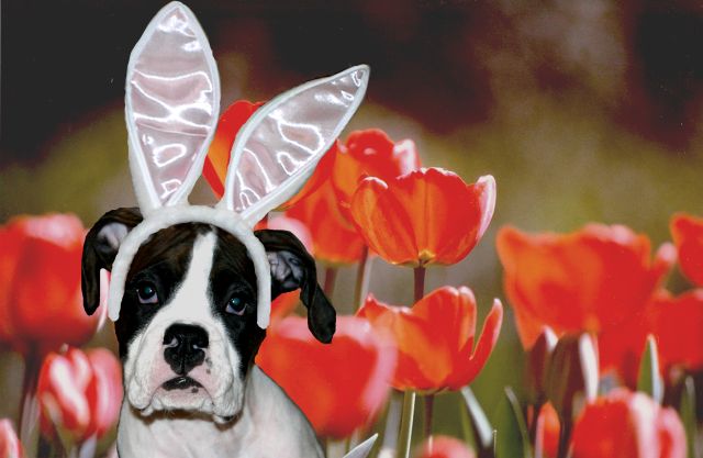 Just Looking Ahead to Easter