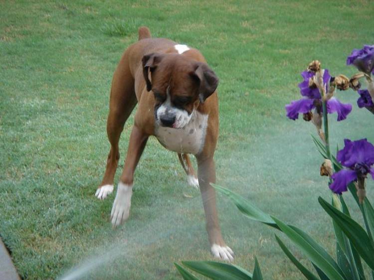 Just loving the sprinklers