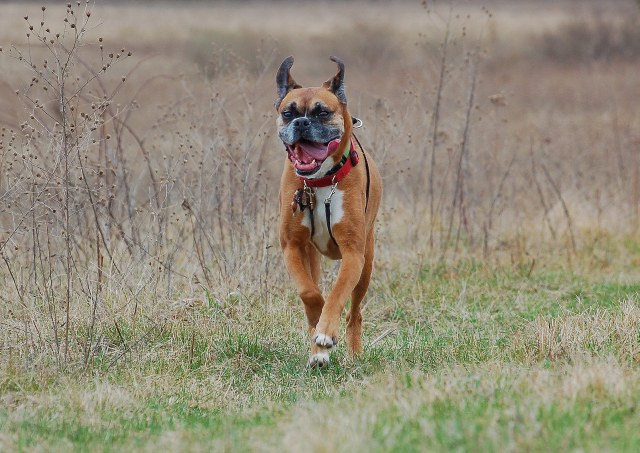 Just Luv to Run !