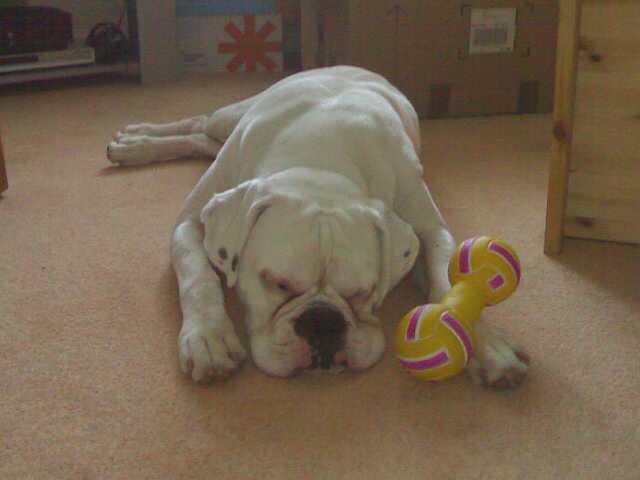 Just moved house.... sleepy