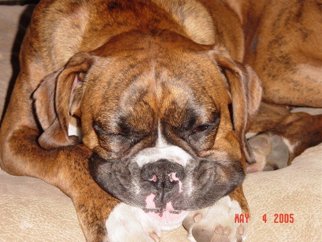 Just Snoozin
