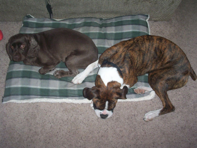 Justice (Boxer) & Sadie (Cocker)