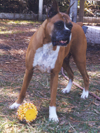 K-9 Angel: April
