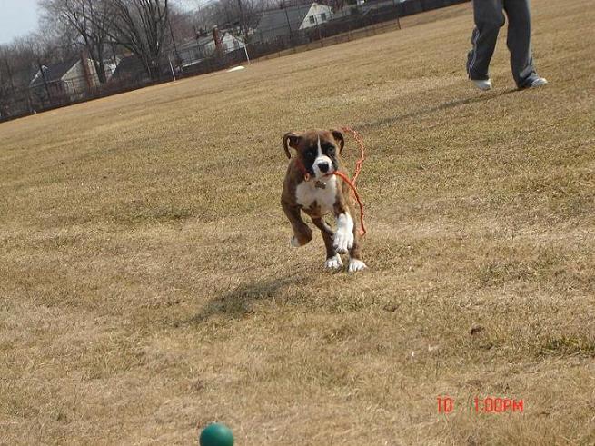 KACEY THE BOXER