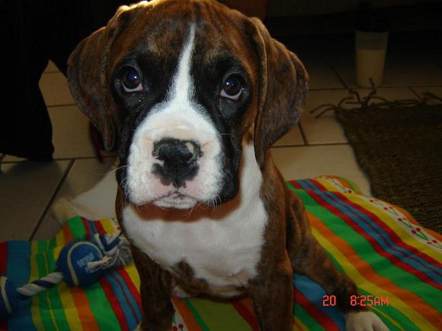 KACEY THE BOXER