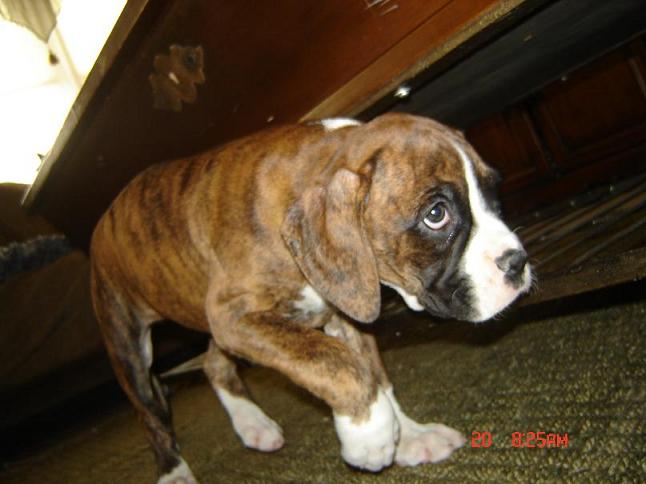 KACEY THE BOXER