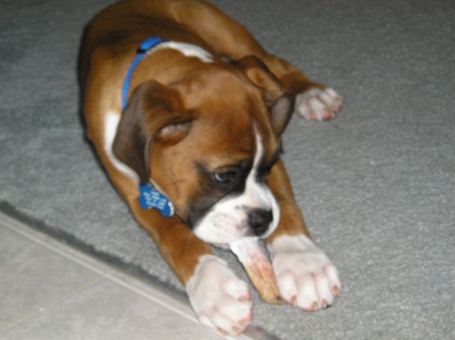 Kahne and a Bully Stick