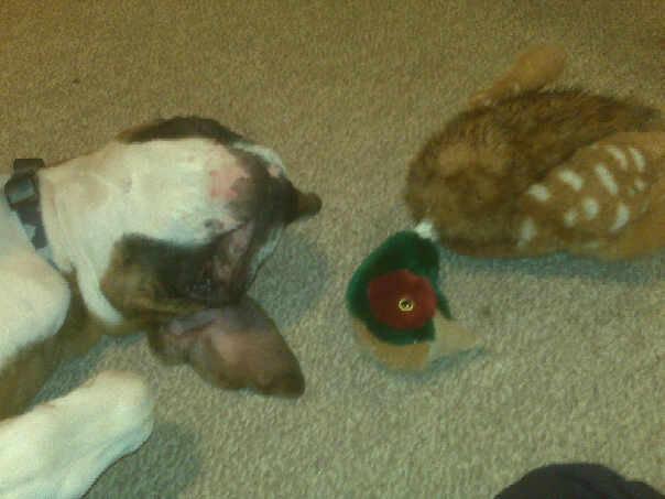 Kai and his very early christmas Pheasant