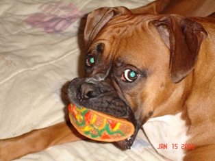 Kaine & His Toy Taco!