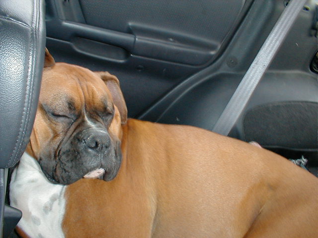 Kaine Snoozing On A Road Trip