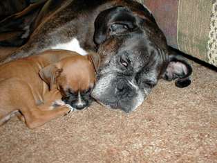 Kaine & Sugar
