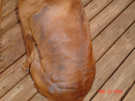 Kaines Hairloss Issue #4