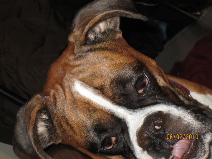 kaipup