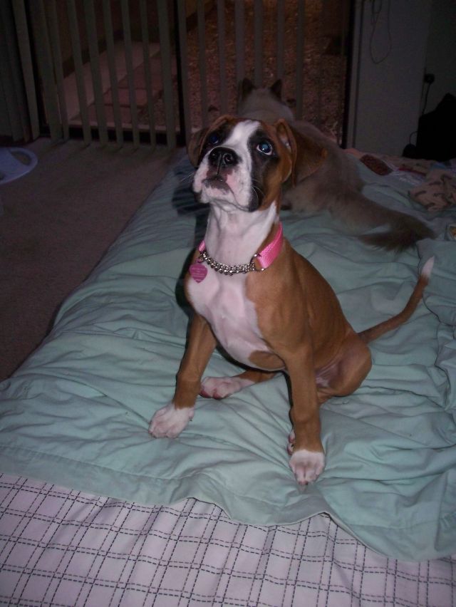Kairi (boxer w/ tail)