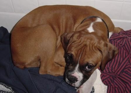 Kaiser as a Puppy