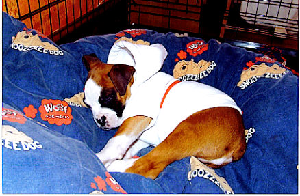 Kaiser asleep in his  England Hoodie