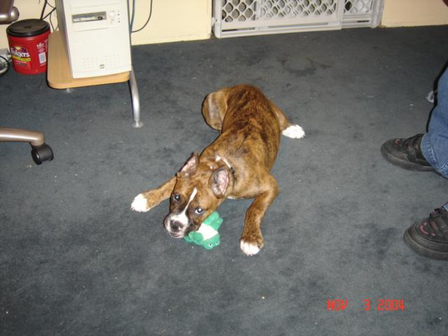 Kaiser at 4 mo. with frog see how I've grown