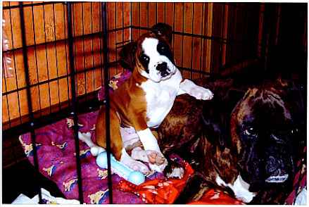 Kaiser & big sis Saffron