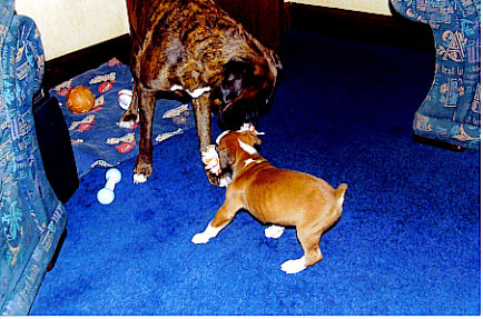 Kaiser playing tug with big sis Saffron