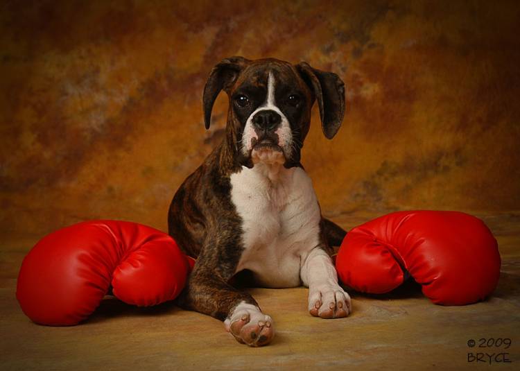 Kaiser The Boxer At Five Months