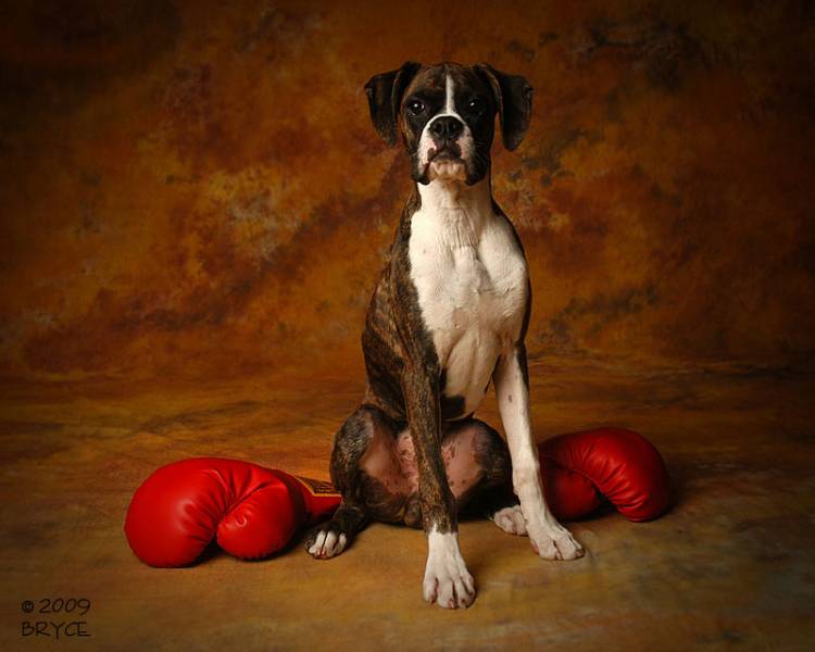 Kaiser The Boxer At Five Months