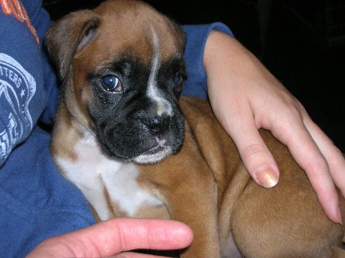Kalel at 5 weeks of age