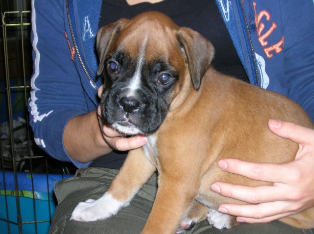 Kalel at 6 and a half weeks