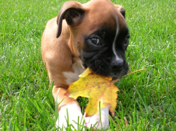 Kalel at 9 weeks