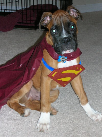Kalel - Superpup!