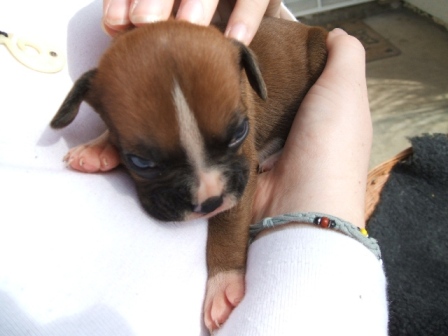 Kali again being held