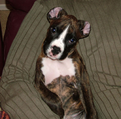 Kali