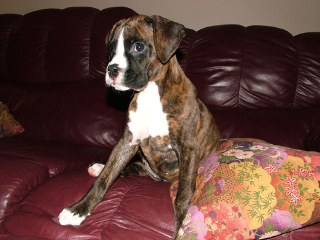 Kali