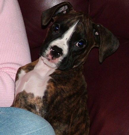 Kali