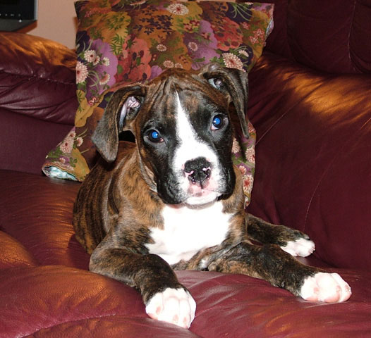 Kali