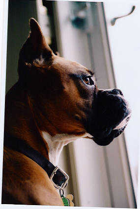 Kali_Looking_out_the_window