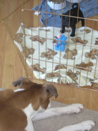 Kallie meeting her brother Beefy for the first time.