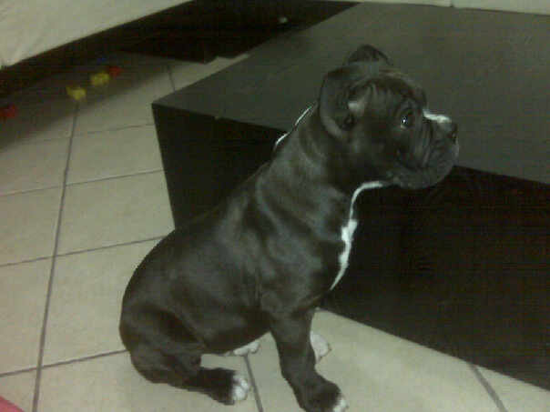 Kampf at 11 Weeks