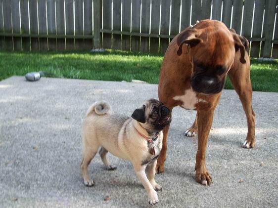 Kane(Boxer) and his little sister Dakari(Pug)