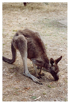 Kanga