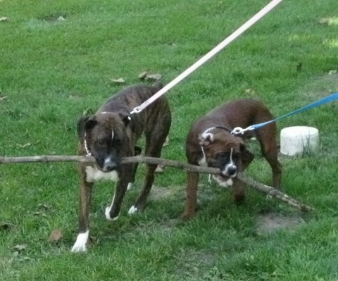 Karma & Aries