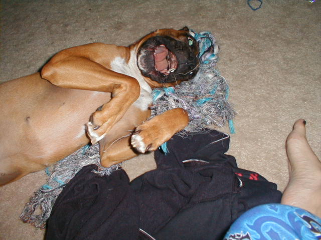 Karma goofy on Christmas